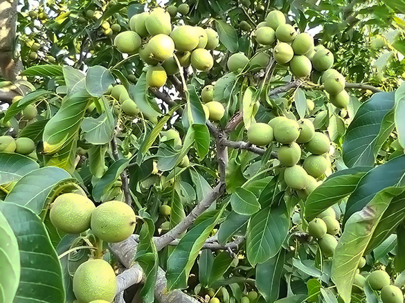 chandler walnut tree