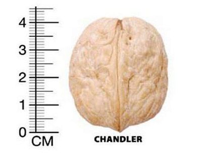 размер грецкого ореха Чандлер