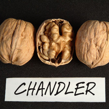 chandler walnut