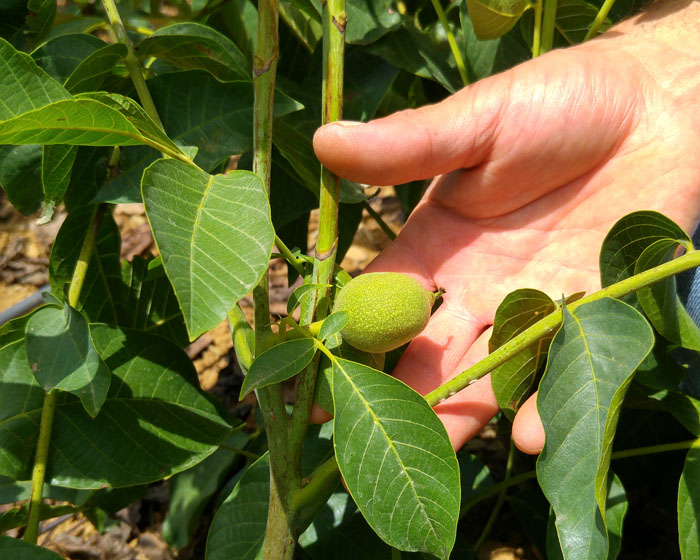 EUROPE'S LEADING WALNUT TREE NURSERY