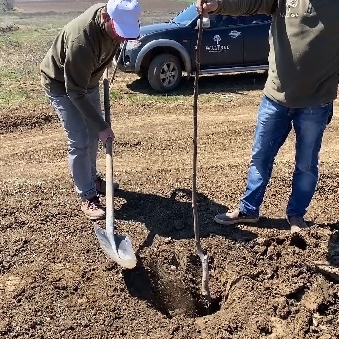 how to plant walnut trees