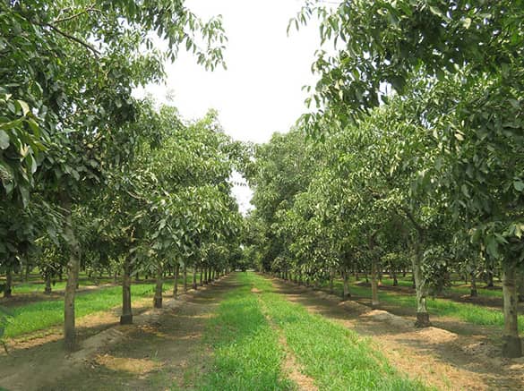 chandler walnut saplings