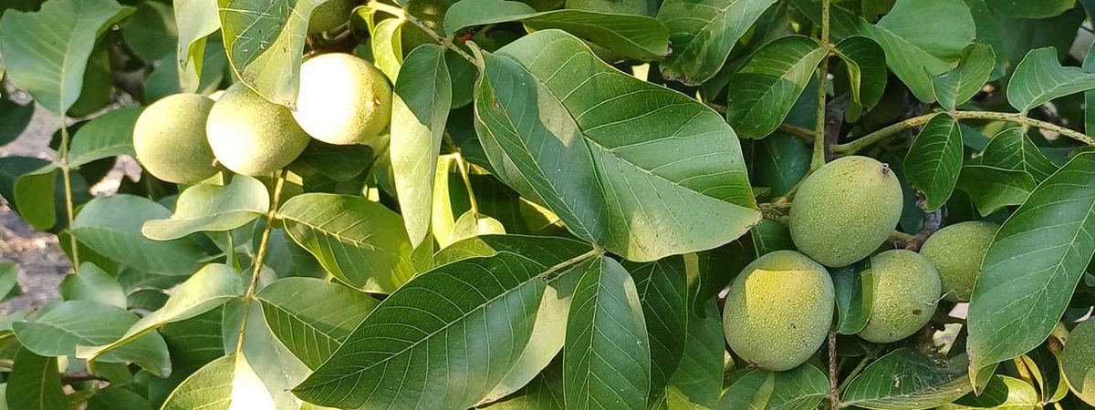 Walnut leaves and developing nuts in full summer canopy, the part of the tree a July leaf analysis samples