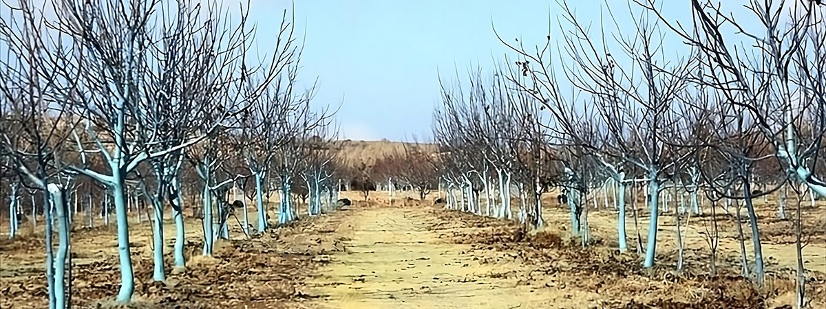 A young walnut orchard in winter, trunks whitewashed against sunburn, rows established and running to the horizon