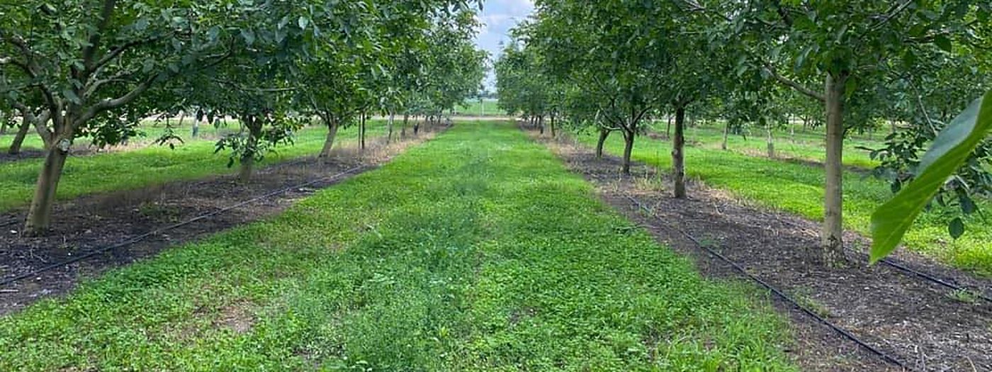 Surface drip lines running along both tree rows in a mature walnut orchard, with a mown grass alley between them