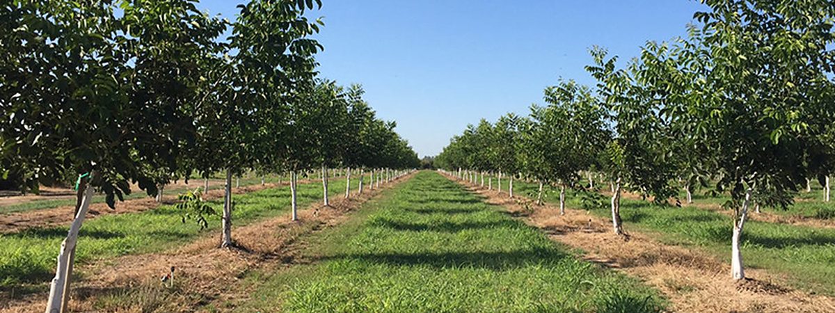 Looking down a grass alley between two rows of young walnut trees with painted trunks, receding to the far end of the orchard
