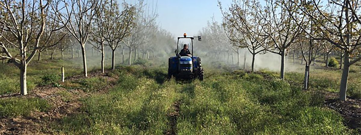 A tractor working down a green row middle in a dormant walnut orchard, with cleared strips along the tree rows on either side