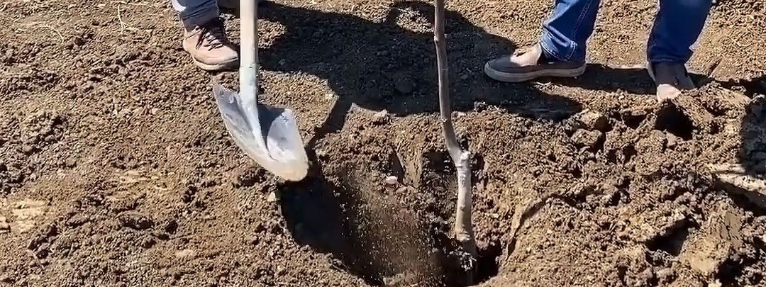 Two of our team planting a bare-root walnut tree, one holding the tree upright in the open hole while the other backfills with a shovel