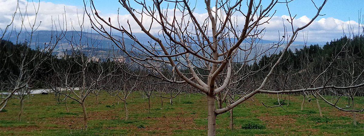 A young walnut tree in winter with its branch structure and trunk clearly visible, staked, in a dormant young orchard