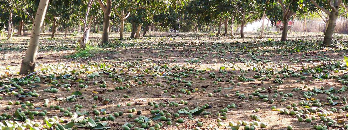 Walnuts lying on the orchard floor between the tree rows at harvest, still in their green hulls