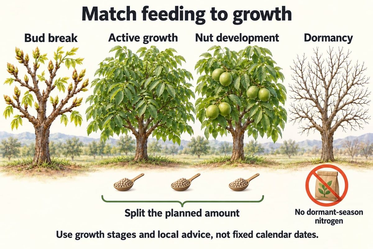 Four walnut trees showing the growth stages: bud break, active growth, nut development and dormancy. The planned nitrogen is split into three feedings across the three growing stages, and none is given in the dormant season.