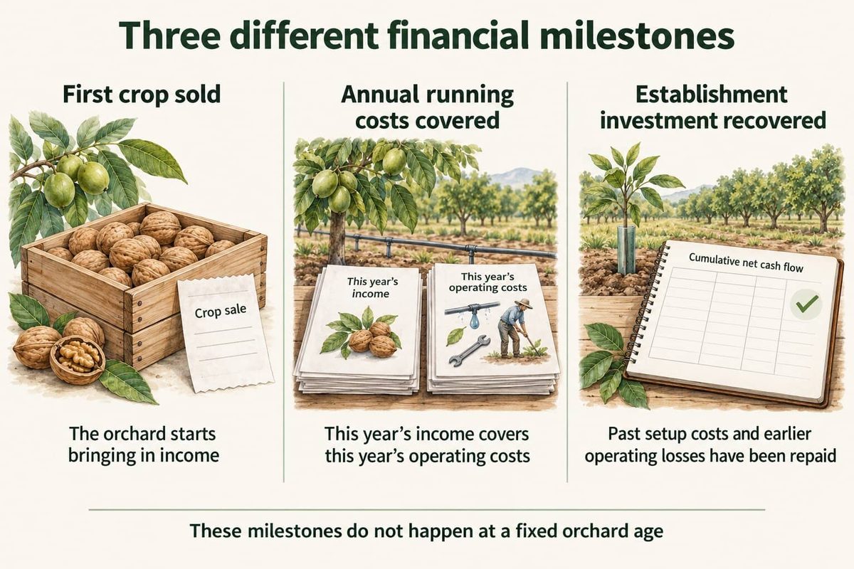 Three different financial milestones: the first crop is sold, this year’s income covers this year’s operating costs, and past setup costs and earlier operating losses have been repaid. They do not happen at a fixed orchard age.