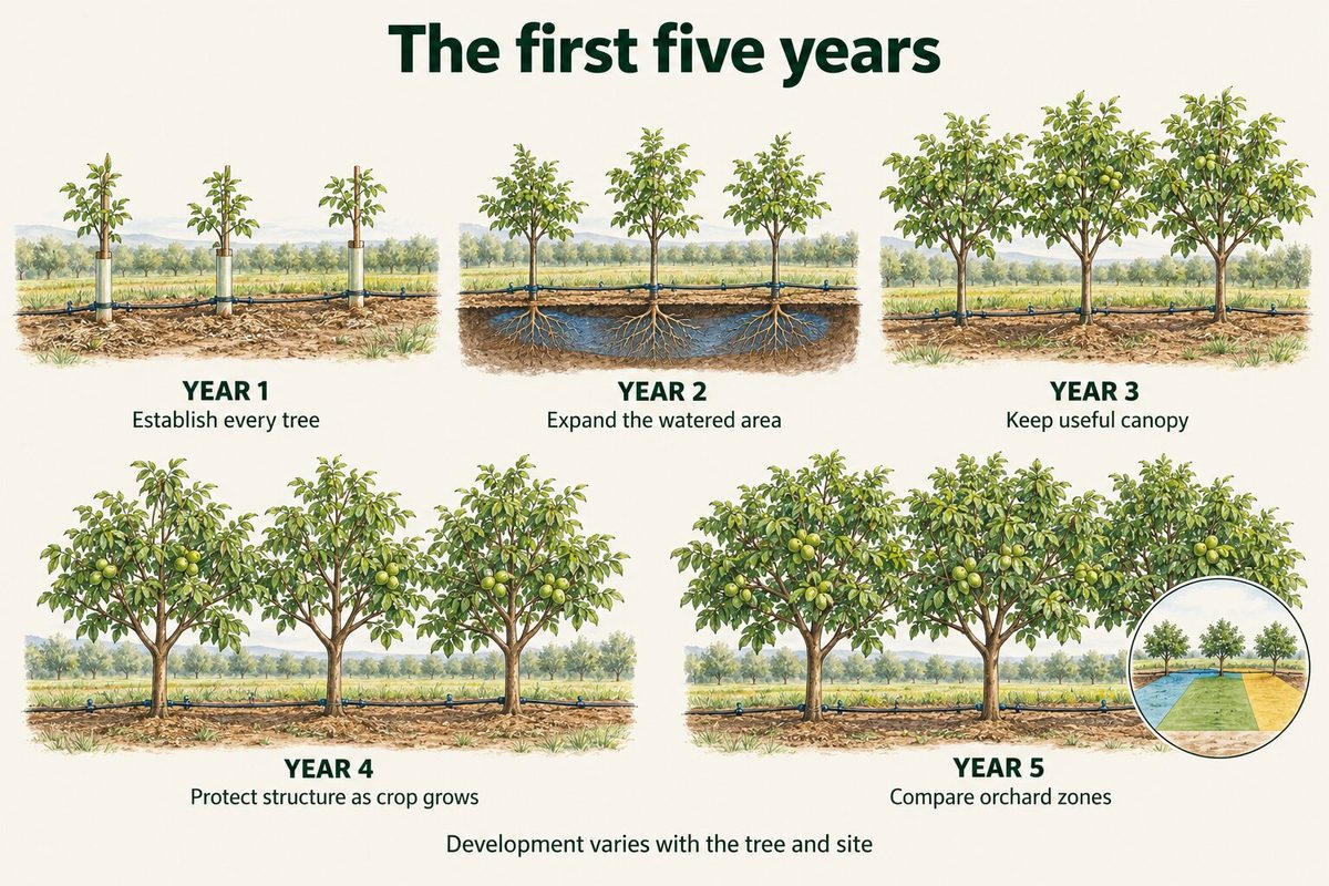 Five drawings of young walnut trees through the first five years: year 1 establish every tree, year 2 expand the watered area, year 3 keep useful canopy, year 4 protect structure as the crop grows, and year 5 compare orchard zones. Development varies with the tree and site.