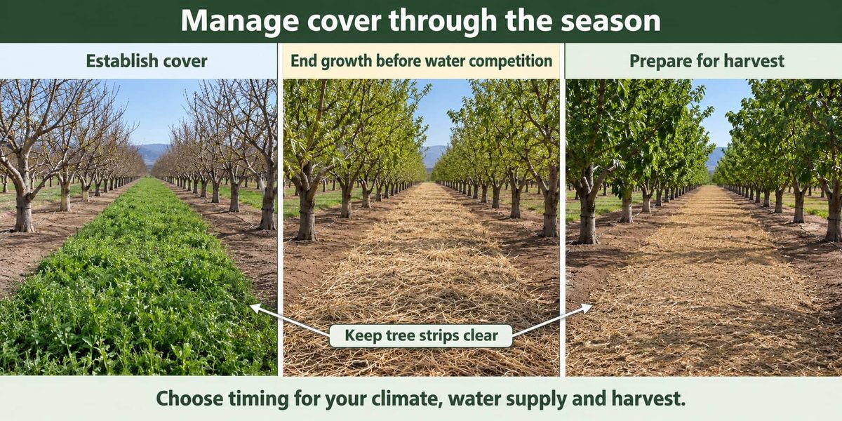 Three views of the same walnut orchard row through the season: green cover established in spring, dry cover ended before it competes for water, and a clean, dry floor ready for harvest. The tree strips stay clear in all three.