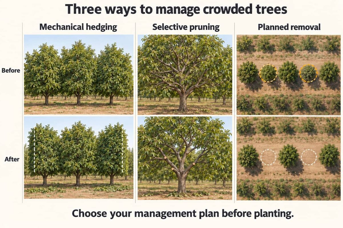 Three ways to manage crowded walnut trees, shown before and after: mechanical hedging of the sides, selective pruning with cuts made at the branch collar, and planned removal of every other tree in a row.