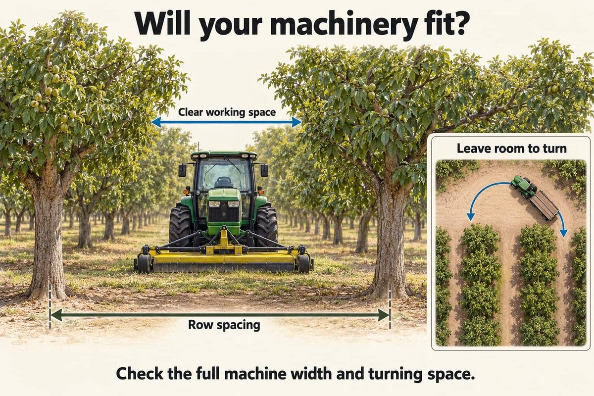 A tractor with a mower working between two rows of mature walnut trees, with the clear working space and the row spacing marked, and an inset showing the room a tractor and trailer need to turn at the end of the rows.