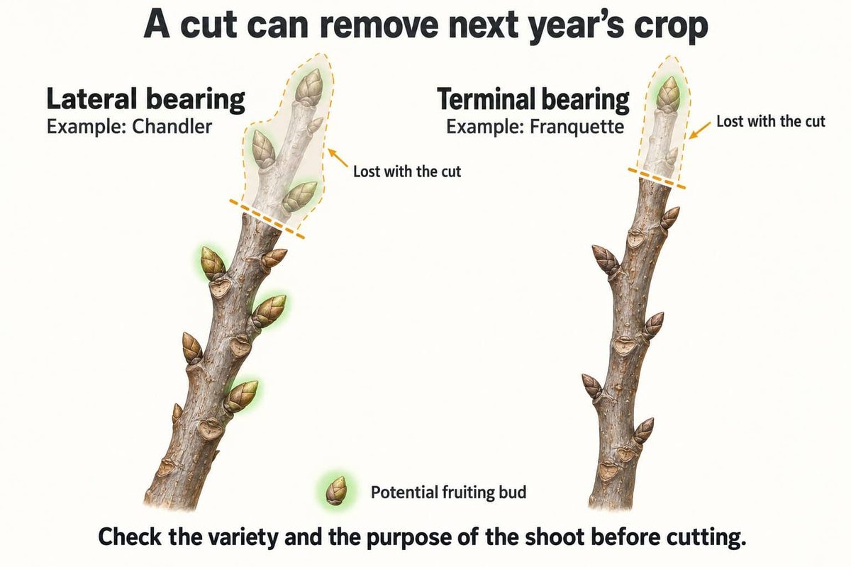 Two walnut shoots compared. A lateral-bearing variety such as Chandler carries fruiting buds along the shoot, so a cut removes next year’s crop. A terminal-bearing variety such as Franquette carries them at the tip.