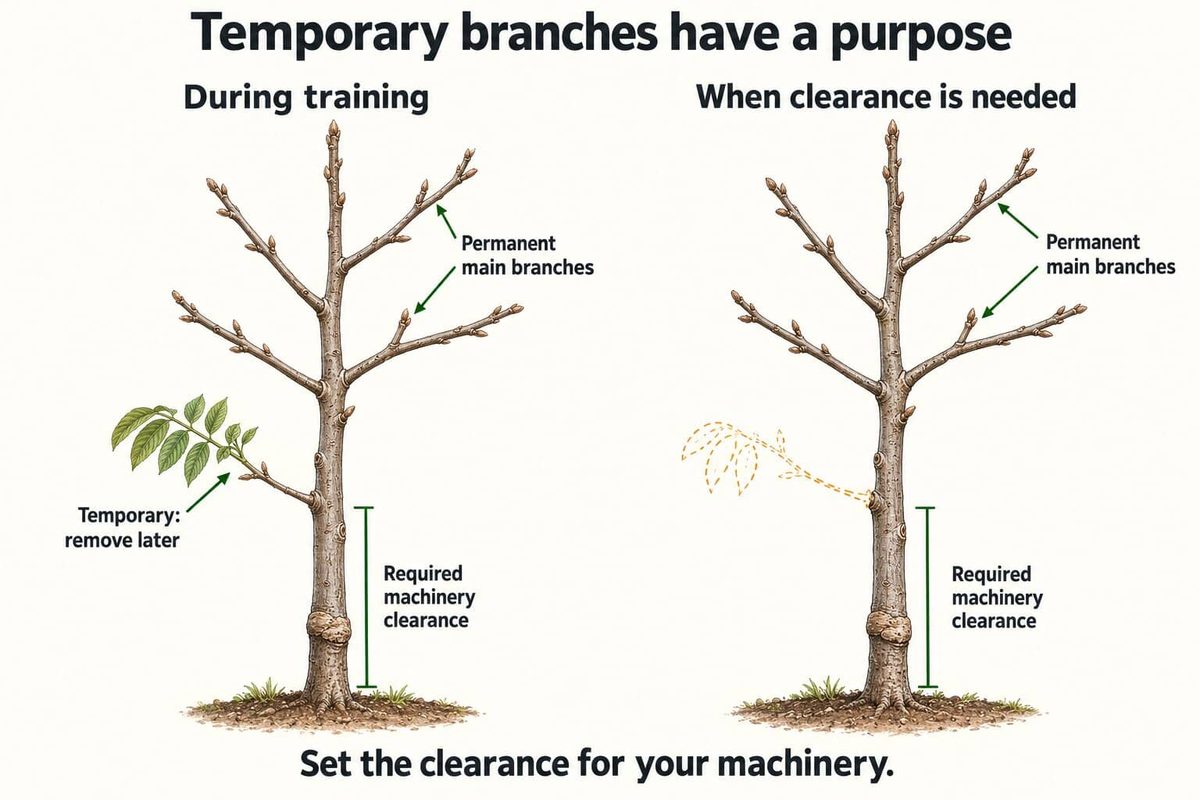 Two drawings of a young walnut tree showing permanent main branches, a temporary low branch kept during training and removed later, and the clearance needed under the lowest branches for machinery.