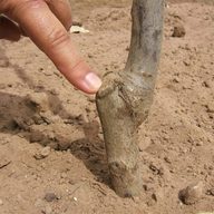 A newly planted walnut tree, with the graft union held clear of the soil line