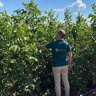 A nursery worker checking young walnut trees in full leaf