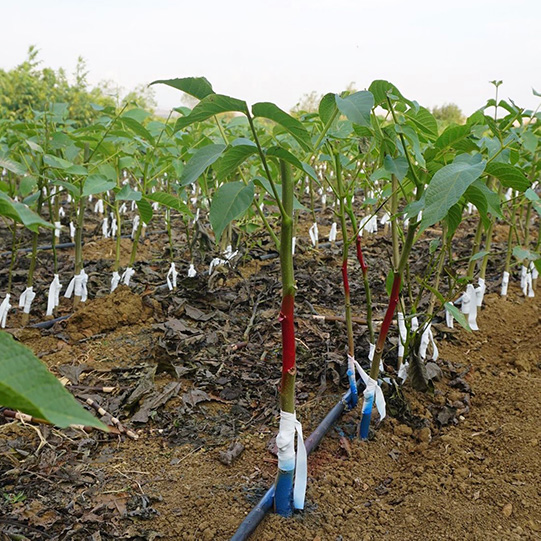 walnut seedling