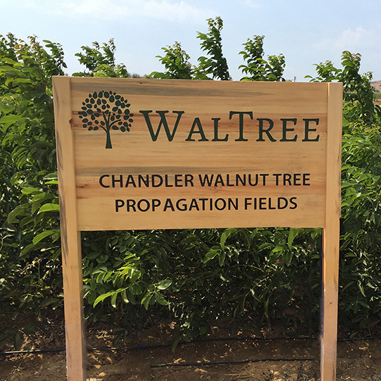 walnut tree nursery