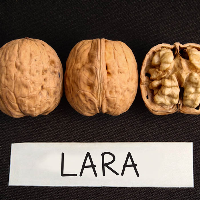 a Lara walnut cracked open showing the kernel, beside two whole nuts in the shell