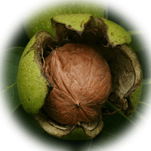 walnut saplings
