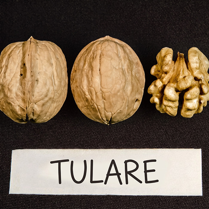 a Tulare walnut cracked open showing the kernel, beside two whole nuts in the shell