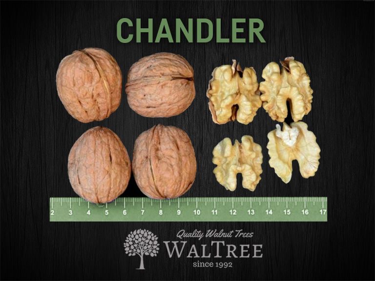 chandler walnuts