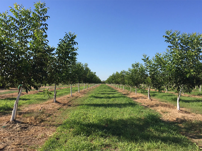 walnut orchard