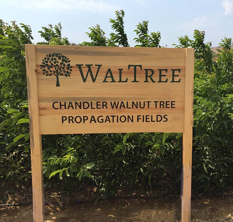 walnut trees for sale