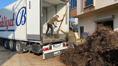 walnut tree shipping